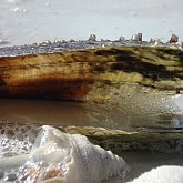 Marco Island - Shell from Inside